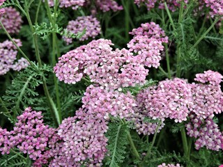 pink and purple flowers in Finland