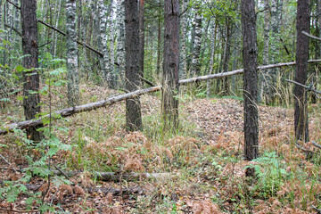 Obraz premium forest in early autumn