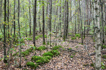 forest in early autumn