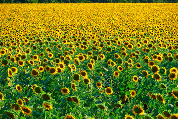 Obraz premium sunflower - bright field with yellow flowers, beautiful summer landscape