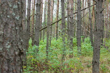 forest in early autumn
