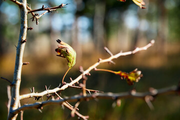forest on a bright day - beautiful autumn landscape and wildlife