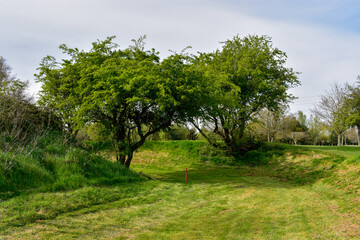 Lush Green Trees in Ireland