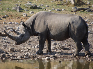 Fototapeta premium a rhinoceros at a water hole