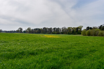 Lush Green Trees in Ireland