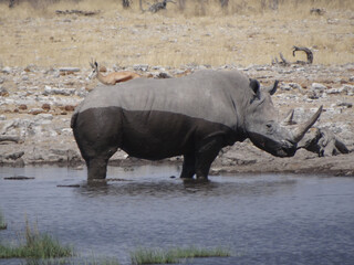 rhinoceros at the waterhole