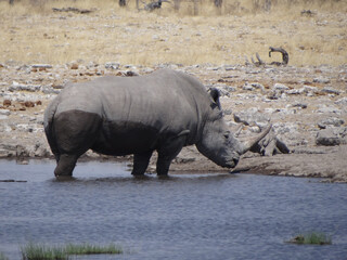 rhinoceros at the waterhole