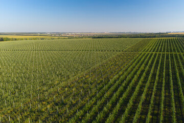 Young fruit trees garden. Aerial view.
