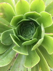Fototapeta premium close up of a green succulent