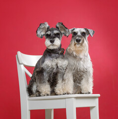 Portrait of two miniature schnauzer dogs on white chair in studio