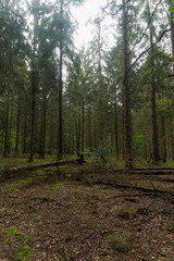 Fototapeta premium Las niedaleko Zelhem w Holandii