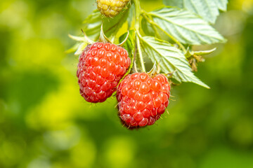 Raspberry grows at the farmland with organic household.