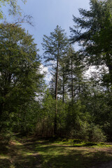 Obraz premium The forrest near Zelhem, The Netherlands