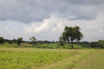 Fototapeta premium landscape with trees and clouds but