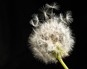 Close-up of a faded dandelion flower with details on black background, Uster, Switzerland, Europe.