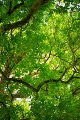 Fototapeta na wymiar Lush Green Trees in Ireland