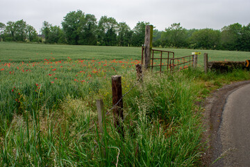 Poppies In Wheat Field, Ireland