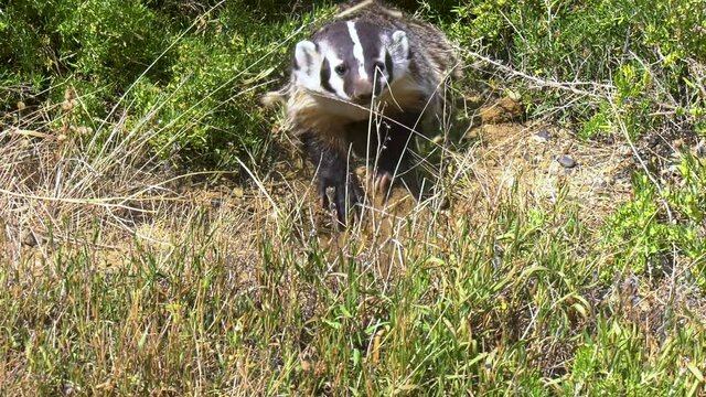 American Badger shaking dirt off after digging in a burrow