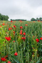 Poppies In Wheat Field, Ireland