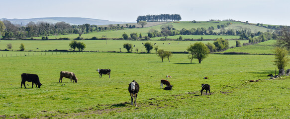 Fototapeta na wymiar Dairy Cow Grazing in Irish Farm