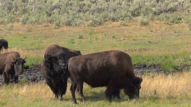 Bull bison grunting and smelling females for estrus during rut. Sound