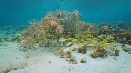 Fototapeta na wymiar Shoal of grunt fish with sea plume soft coral underwater Caribbean sea
