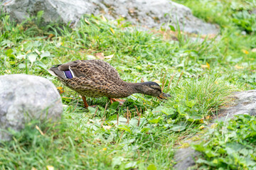 Duck walking on grass near river