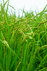 青い稲穂　鹿児島県出水平野