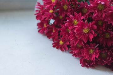 Bouquet of pink chrysanthemums on a white background