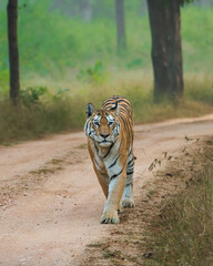 Tiger in the wild patrolling territory