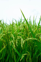 青い稲穂　鹿児島県出水平野