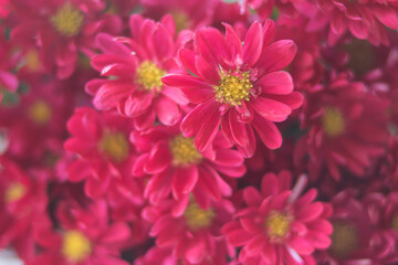 Beautiful bouquet of bright pink chrysanthemums