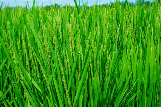 「出水」の画像 1,722 件の Stock 写真、ベクターおよびビデオ Adobe Stock