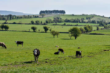Calf and Cows Grazing in Irish Farm