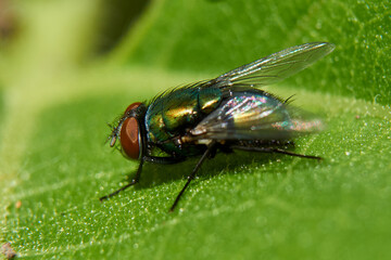 Housefly on leaf