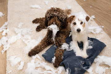 Dog mischief. Two dogs with innocent expression after bited a pillow. separation anxiety and...