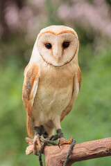 barn owl sitting on branch with green grass summer