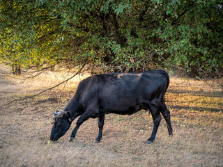 Naklejka na ściany i meble Cows eat apples and pears fallen from tree in garden