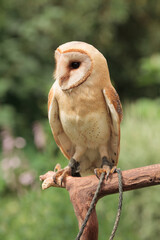 barn owl sitting on branch with green grass summer