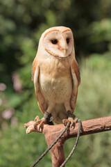 barn owl sitting on branch with green grass summer