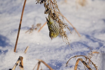The bird  Chizh  (Carduelis spinus) feeds on grass seeds in winter. A species of songbirds from the finch family, the order of passerines.