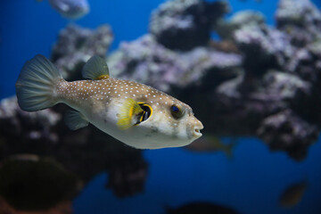 spotted puffer fish in an aquarium underwater
