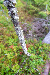 Fir swamp forest, moss, blueberry and lingonberry