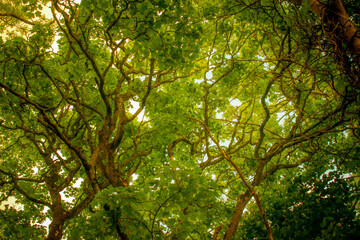 Fototapeta na wymiar Beautiful Lush Forest Trees
