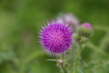 Nahaufnahme einer Distel im Feld 