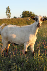 Fototapeta premium A goat looks into the frame while grazing on a field at sunset