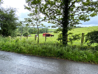 Roadside view, in rainy weather, of a field with farm machinery and cattle near, Skipton, Yorkshire, UK