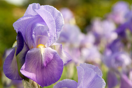 Purple Iris flower blooming with blurred iris field at the background. Selective focus. Grasse city France.
