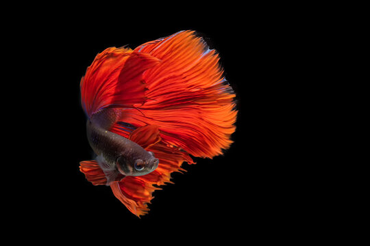 a movement of betta fighting fish in black background