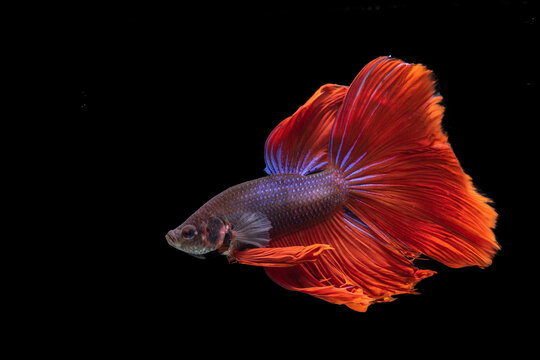 a movement of betta fighting fish in black background